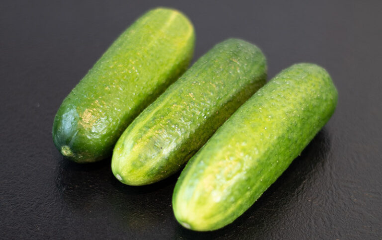 Russische Salzgurken - schnell & einfach selbst eingelegt Russische Salzgurken - schnell & einfach selbst eingelegt